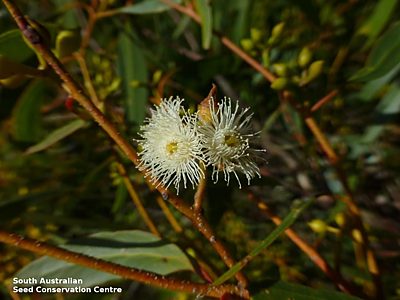 Eucalyptus porosa flower2